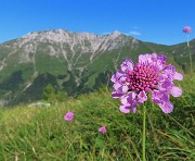 11 Bel fiore di Knautia con vista in Cima Menna